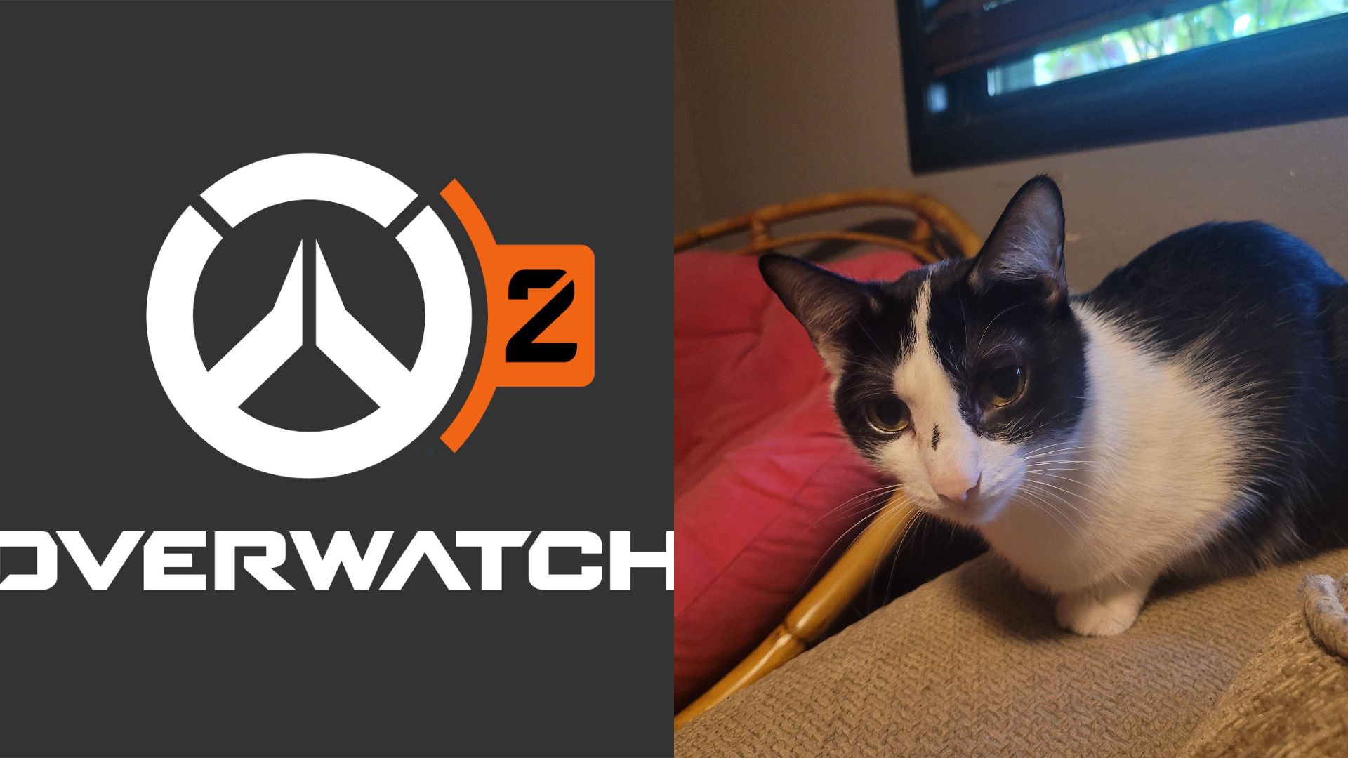 【OW2】オーバーウォッチから逃れられない猫ちゃん、見つかる